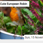 Cute European Robin Jigsaw