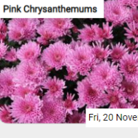 Pink Chrysanthemums Jigsa…
