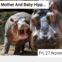 Mother And Baby Hippo Jig…