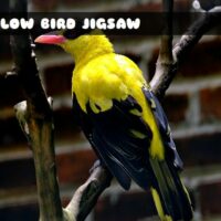 G2M Yellow Bird Jigsaw