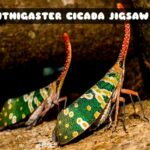 G2M Canthigaster Cicada Jigsaw