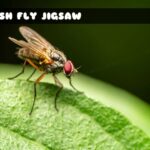 G2M Flesh Fly Jigsaw