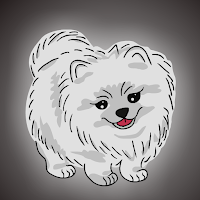 FG Cute Pomeranian Dog Es…
