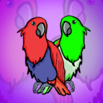 G2J Eclectus Parrot Escape