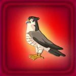 G2J Cute Falcon Bird Escape