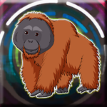 G2J Orangutan Escape From Cage