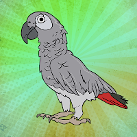 G2J African Grey Parrot Escape