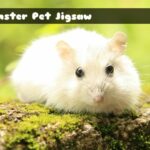 G2M Hamster Pet
