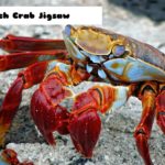 G2M Beach Crab Jigsaw