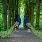 WOW-Beautiful Peacock Pair Escape HTML5