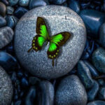 BIG-Butterfly Fantasy Land Escape HTML5