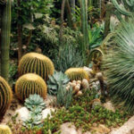 WOW-Cactus Garden Escape HTML5