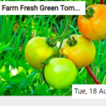 Farm Fresh Green Tomatoes Jigsaw