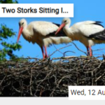 Two Storks Sitting In Their Nest Jigsaw