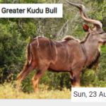 Greater Kudu Bull Jigsaw