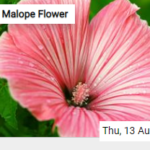 Malope Flower Jigsaw
