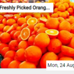 Freshly Picked Oranges Jigsaw