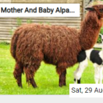 Mother And Baby Alpaca Jigsaw