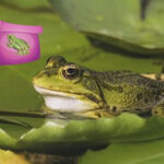 Colorful Autumn Forest 2