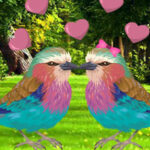 BIG-Colourful Bird Pair Escape HTML5
