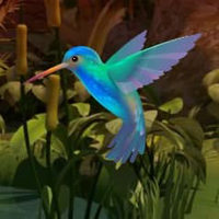 Wow Doctor Bird Forest Escape HTML5