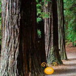 BIG-Escape From Redwood Forest HTML5