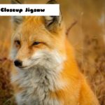 G2M Fox Closeup Jigsaw