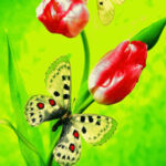 WOW-Friends Butterfly Escape HTML5