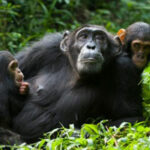 BIG-Funny Chimpanzee Jungle Escape HTML5