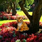 Wow-Garden Tiger Cub Escape HTML5