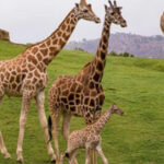 WOW-Giraffe Living Land Escape HTML5