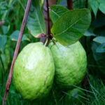 G2R- Guava Fruit Land Escape HTML5