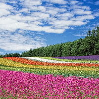 G2M Colourful Flower Gard…