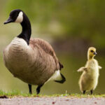 WOW-Help The Hungry Goose Bird HTML5