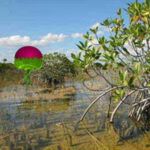 WOW-Mangrove Plants Island Escape