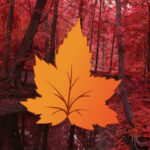 HOG-Maple Autumn Forest Escape HTML5