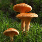 BIG-Mushroom Plant Land Escape HTML5