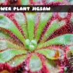 G2M Flower Plant Jigsaw