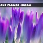 G2M Crocus Flower Jigsaw