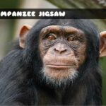 G2M Chimpanzee Jigsaw