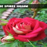 G2M Rose Spikes Jigsaw