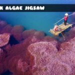 G2M Pink Algae Jigsaw