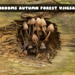 G2M Mushrooms Autumn Forest Jigsaw