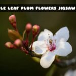 G2M Purple Leaf Plum Flower Jigsaw