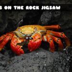 G2M Crab on the Rock Jigsaw