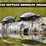 G2M Turtles Reptiles Animals Jigsaw