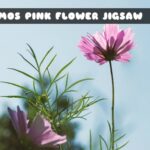 G2M Cosmos Pink Flower Jigsaw