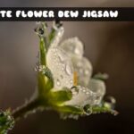 G2M White Flower Dew Jigsaw