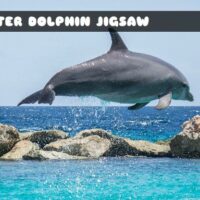 G2M Water Dolphin Jigsaw