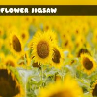 G2M Sunflower Jigsaw